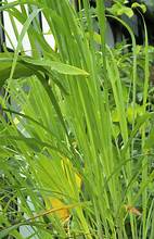 Cymbopogon nardus
